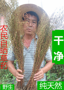 无硫纯野生田基黄光明草清香新鲜晒干地耳草田基王500克