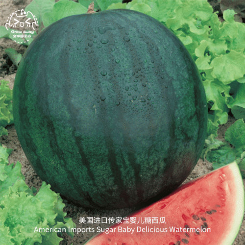婴儿糖西瓜种子甜脆多汁迷你超甜