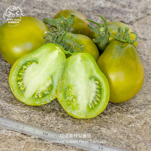 切诺基绿梨番茄种子紧实多汁浓郁甜蜜传家宝室内阳台盆栽易种