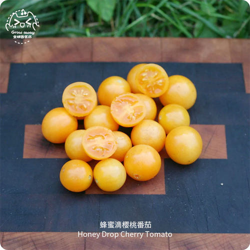 蜂蜜滴樱桃小番茄种子浓郁高糖