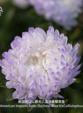 公爵夫人蓝冰重瓣翠菊种子传家宝室内四季阳台易种渐变紫菀盆栽