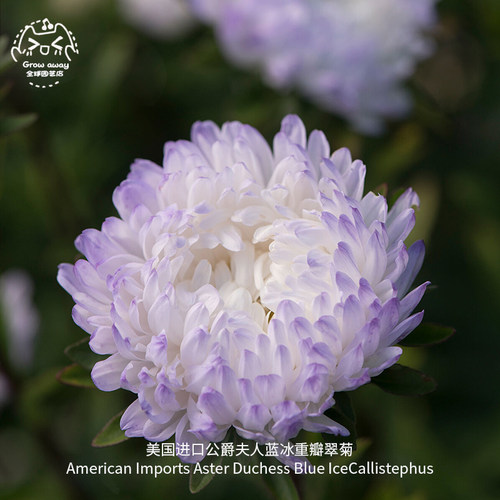 公爵蓝冰重瓣翠菊种子四季紫苑花