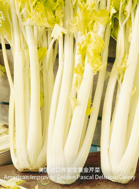 黄金芹菜种子浓郁鲜嫩传家宝家庭四季室内阳台高产易种绿色蔬菜