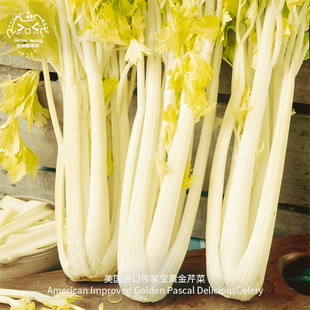 室内阳台高产易种绿色蔬菜 黄金芹菜种子浓郁鲜嫩传家宝家庭四季