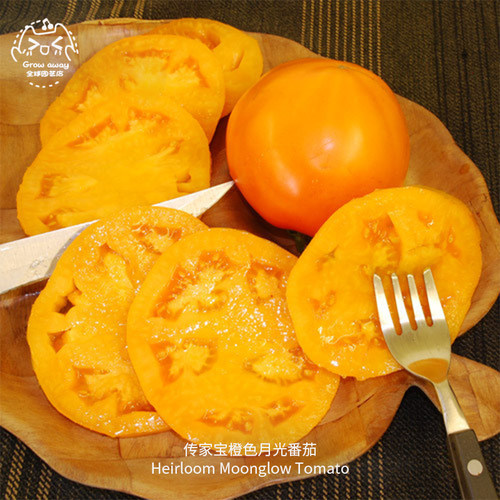 橙月光番茄种子多汁浓郁味甜多肉