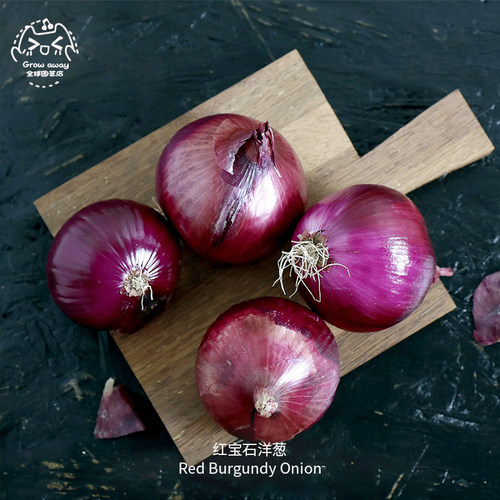 红宝石洋葱种子皮薄浓郁温和微甜
