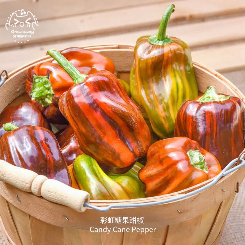 彩虹糖果甜椒种子紧凑鲜食甜味薄壁口感酥脆传家宝春秋室内盆栽,鲜花速递/花卉仿真/绿植园艺,家庭园艺种子,淘宝优惠券,粉丝福利购,淘宝优惠卷