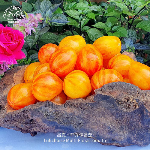 吕克菲乔伊番茄种子香甜多汁高产