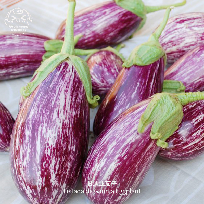 甘迪亚茄子种子甜美嫩滑皮薄果肉甜嫩高产传家宝春秋室内阳台盆栽,鲜花速递/花卉仿真/绿植园艺,家庭园艺种子,淘宝优惠券,粉丝福利购,淘宝优惠卷