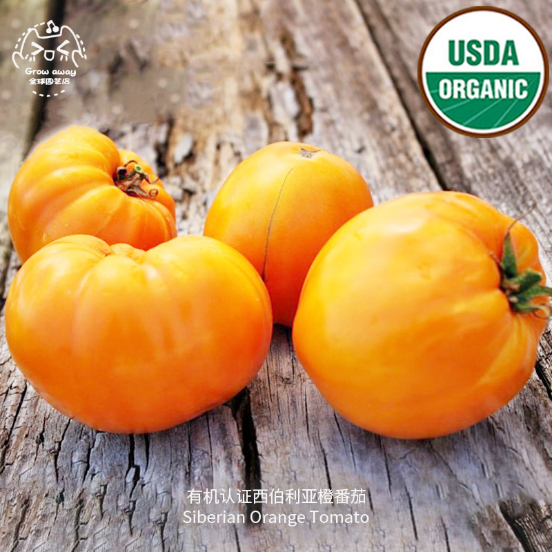 西伯利亚橙番茄种子浓郁果味进口传家宝有机认证春秋阳台盆栽蔬菜