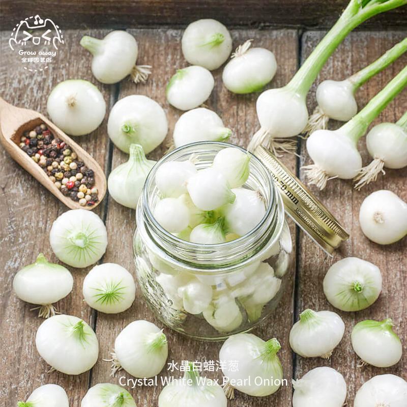 水晶白蜡洋葱种子耐寒耐热多汁温和获奖品种传家宝家庭阳台盆栽