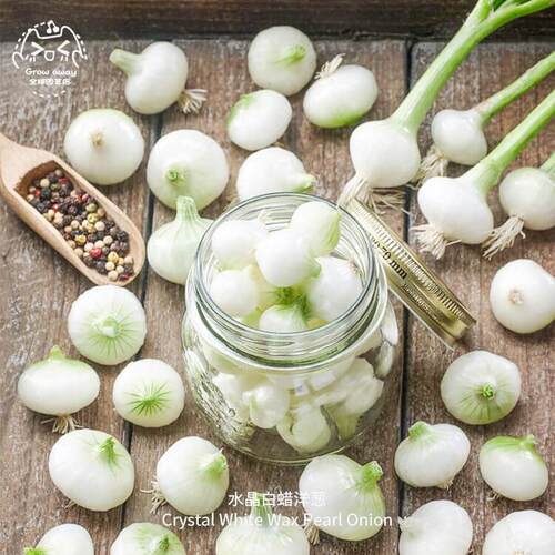 水晶白蜡洋葱种子耐寒耐热多汁