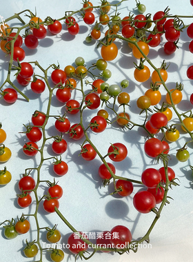 红醋栗甜豌豆马特野樱桃迷你小番茄种子传家宝阳台高产春秋盆栽