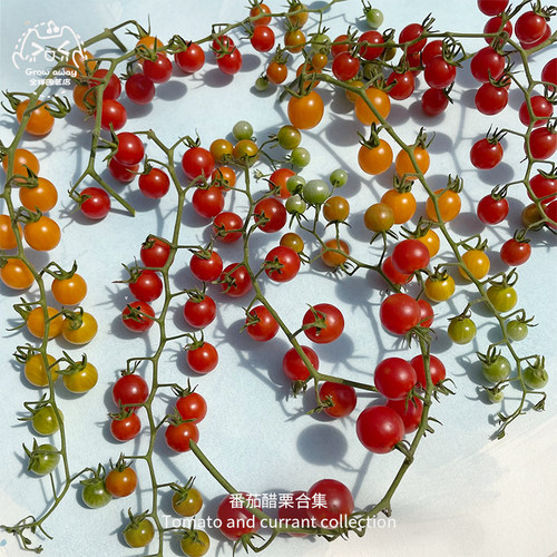 红醋栗甜豌豆小樱桃番茄种子