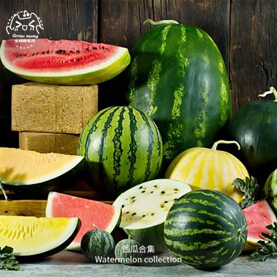 传家宝西瓜种子高产超甜盆栽