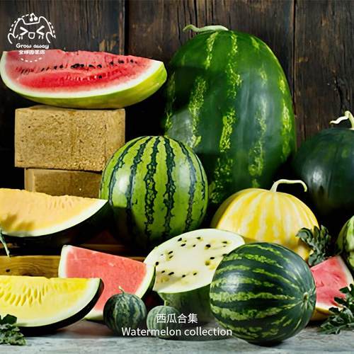 传家宝西瓜种子高产超甜盆栽