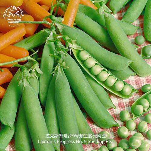 拉克斯顿进步9号矮脱壳豌豆种子