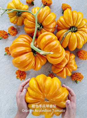 橙色手风琴番茄种子甜美果香果肉饱满少籽传家宝春秋室内阳台盆栽
