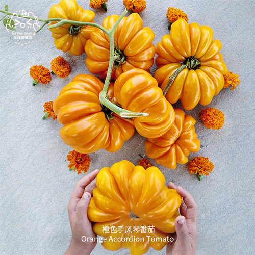 橙色手风琴番茄种子甜美果香少籽