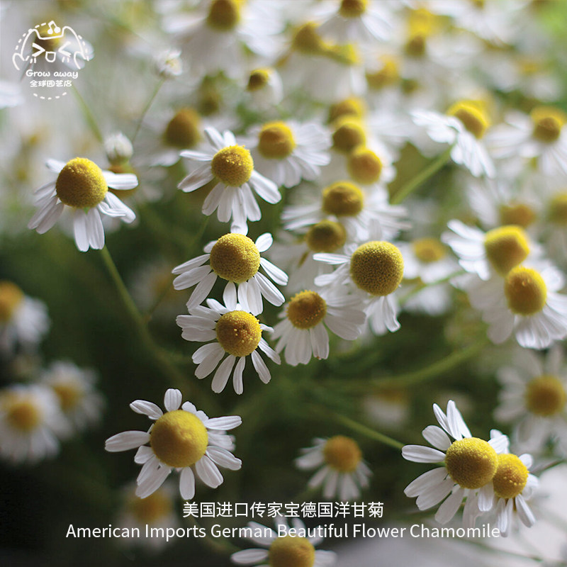 德国洋甘菊种子美国进口传家宝盆栽四季食用家庭阳台易种香草种子