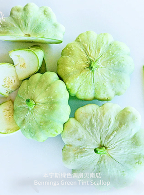 本宁斯绿色调扇贝南瓜种子浓郁鲜嫩高产易种植传家宝春秋室内盆栽