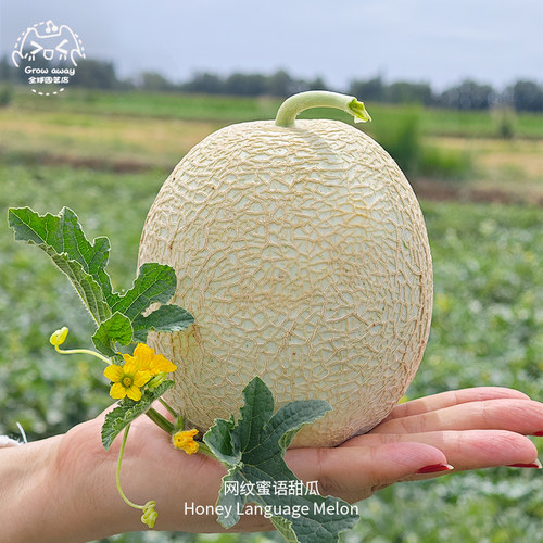 网纹蜜语哈密瓜种子果香软糯多汁