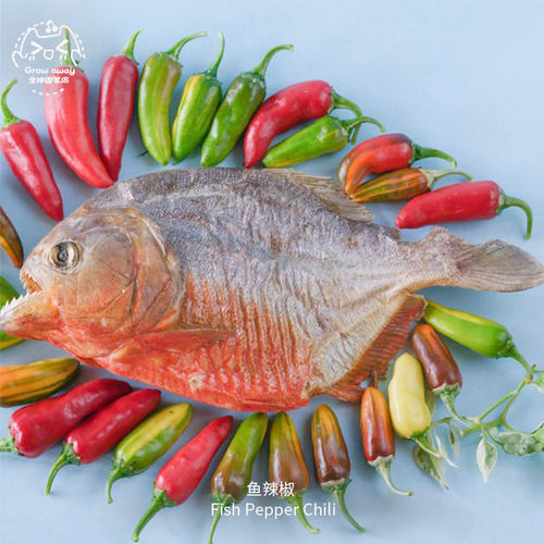 鱼辣椒种子紧凑高产浓郁果味盆栽