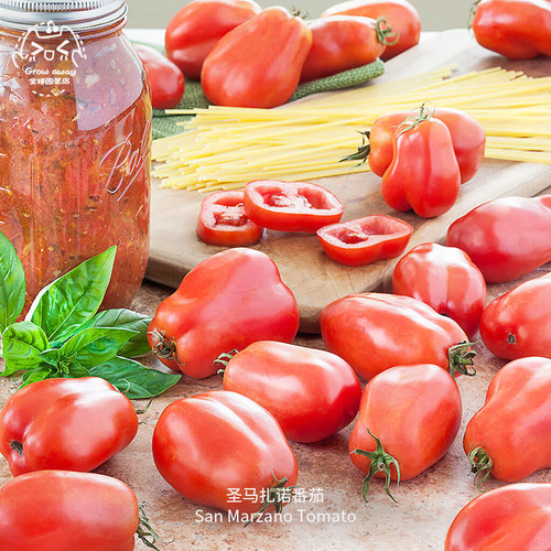 圣马扎诺番茄种子肉厚浓郁高产