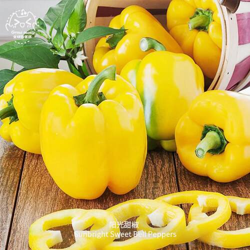 阳光甜椒种子酥脆果肉厚实甜蜜