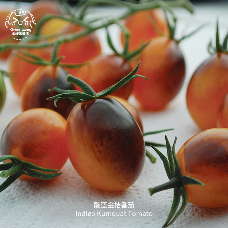 靛蓝金桔番茄种子果味超甜多汁浓郁皮薄传家宝春秋室内阳台盆栽