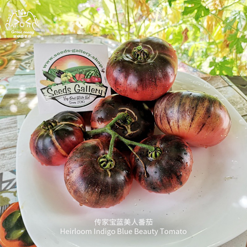 传家宝蓝美人牛排番茄种子浓郁