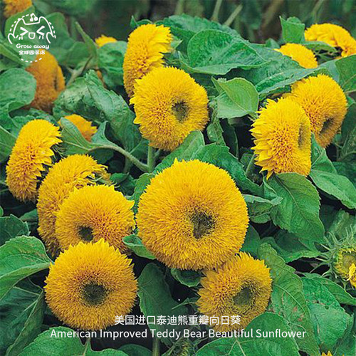 泰迪熊矮生向日葵种子传家宝切花