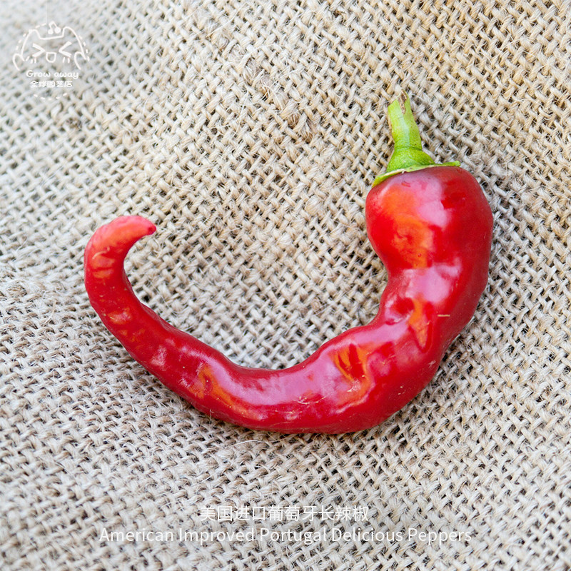 葡萄牙长辣椒种子美国进口传家宝薄皮新鲜高产家庭盆栽农家蔬菜