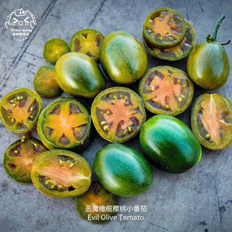 恶魔橄榄樱桃小番茄种子无酸脆甜高产进口传家宝春秋室内阳台盆栽