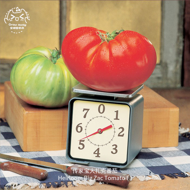 大扎克f1超巨型牛排番茄种子浓郁沙瓤多肉美国进口春秋盆栽蔬菜
