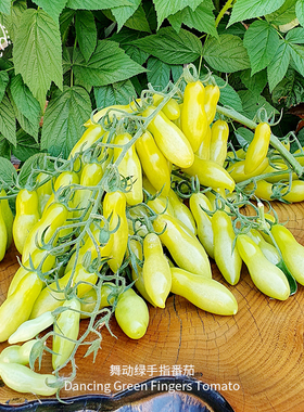 舞动绿手指番茄种子皮薄多汁Q弹软糯果味超甜高产传家宝阳台盆栽