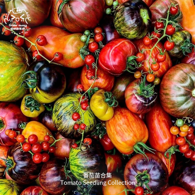 樱桃小番茄苗秧白妃金太阳传家宝室内阳台易种超甜开胃酒甜百万苗
