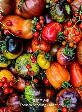 樱桃小番茄苗秧白妃金太阳传家宝室内阳台易种超甜开胃酒甜百万苗