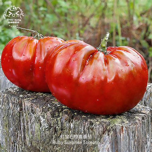 红宝石惊喜番茄种子饱满紧实浓郁