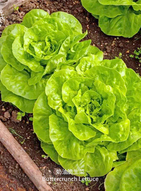 奶油脆生菜种子光滑酥脆鲜嫩甜美沙拉叶菜传家宝四季阳台室内盆栽