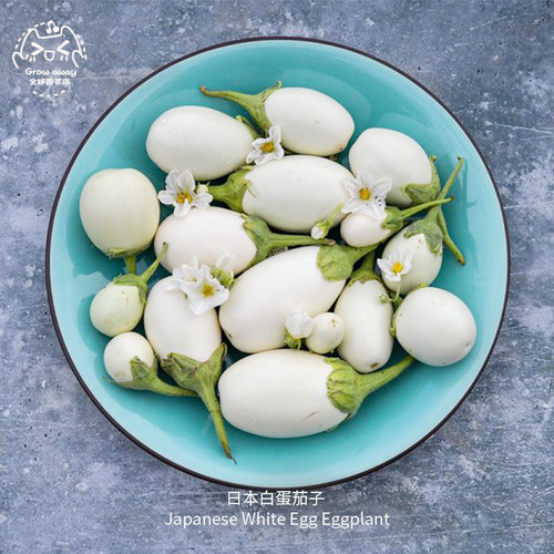 日本白蛋茄子种子高产饱满传家宝