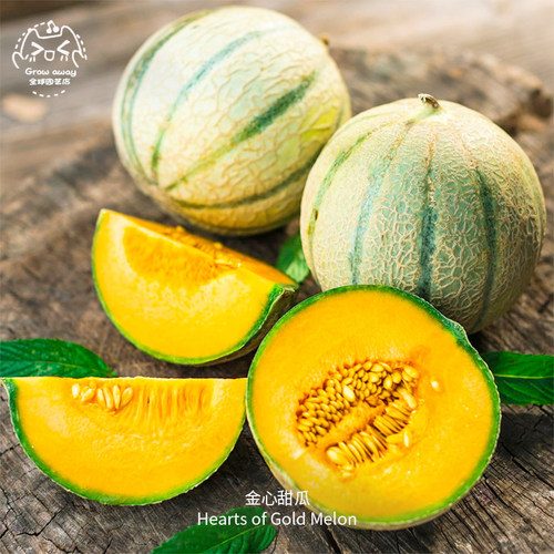金心甜瓜种子抗病高产浓郁传家宝