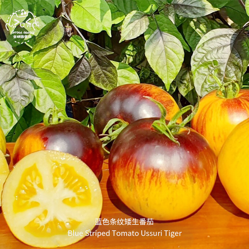 蓝色条纹矮生番茄种子高产可口