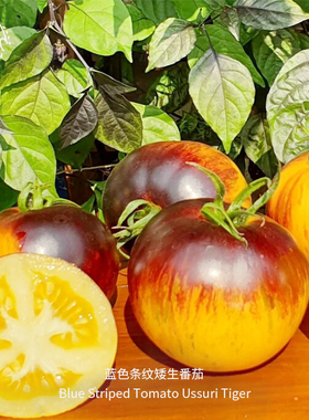 蓝色条纹矮生番茄种子高产可口多汁浓郁果味传家宝春秋阳台盆栽
