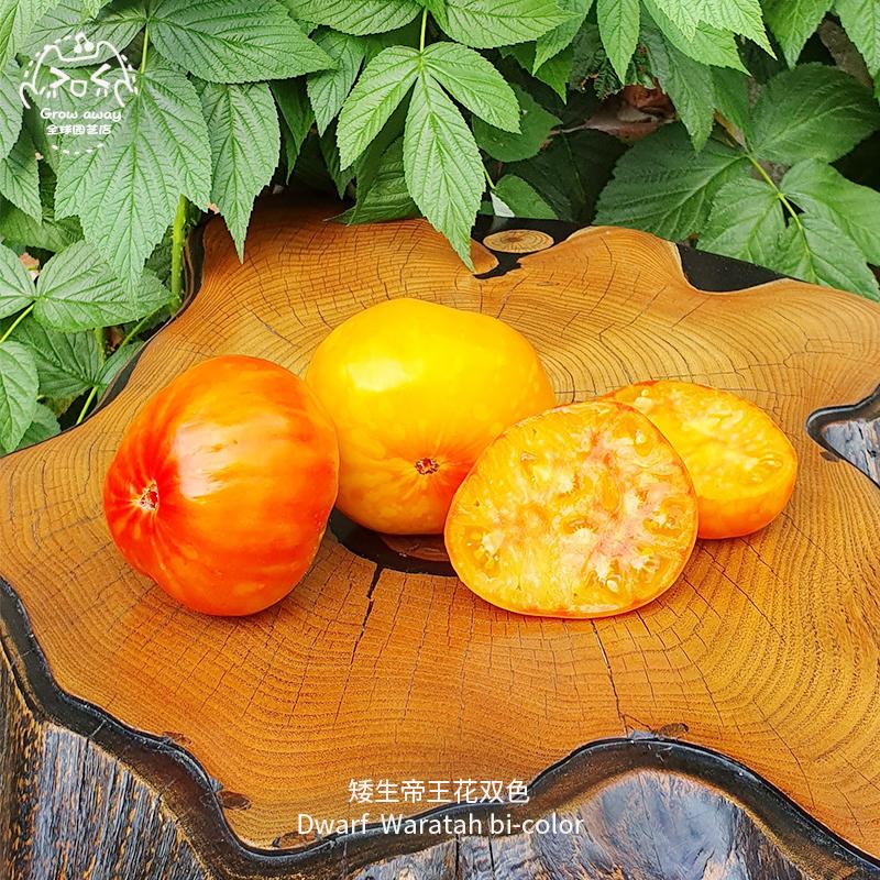 帝王花双色矮生牛排番茄种子浓郁