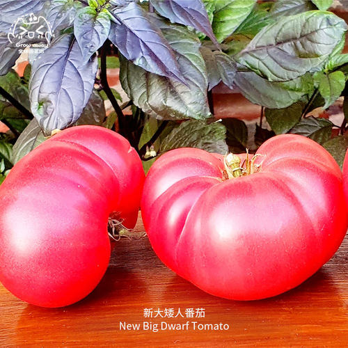 新大矮人番茄种子紧凑香甜多肉