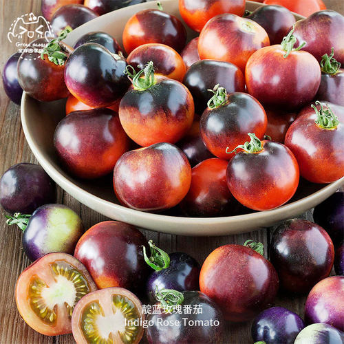 靛蓝玫瑰番茄种子高产多汁浓郁