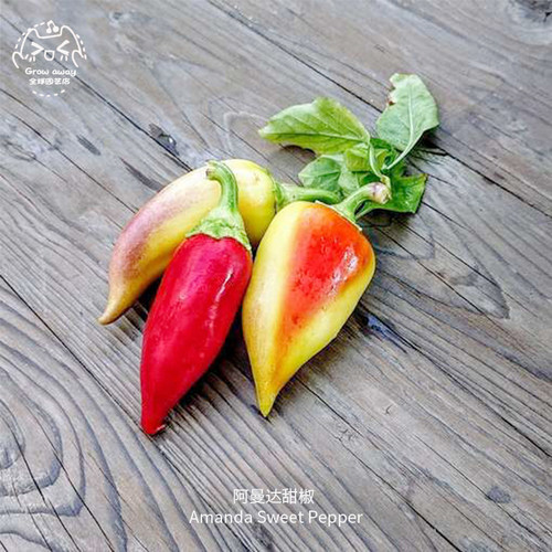 阿曼达甜椒种子矮生紧凑肉厚香甜