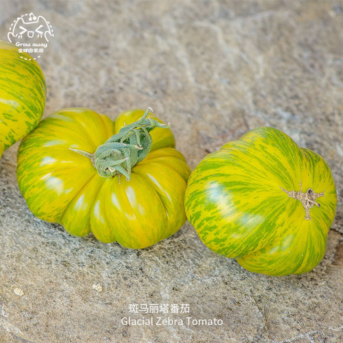 斑马丽塔牛排大番茄种子早熟超甜