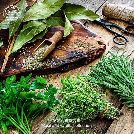香草种子合集圣罗勒柠檬薄荷鼠尾草传家宝可留种家庭室内四季盆栽